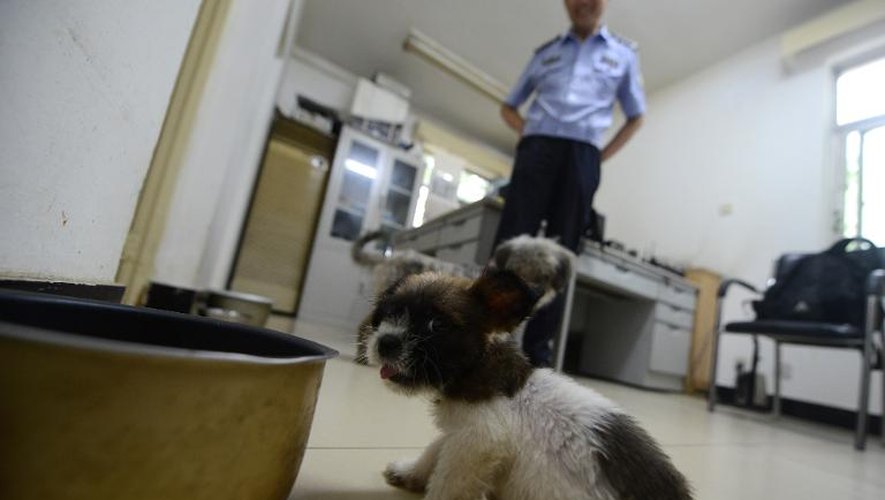 Un chien devant Xiao Hei, un policier chinois qui tient à être nommé uniquement par son pseudonyme d'internaute,le 19 juillet 2013 à Pékin
