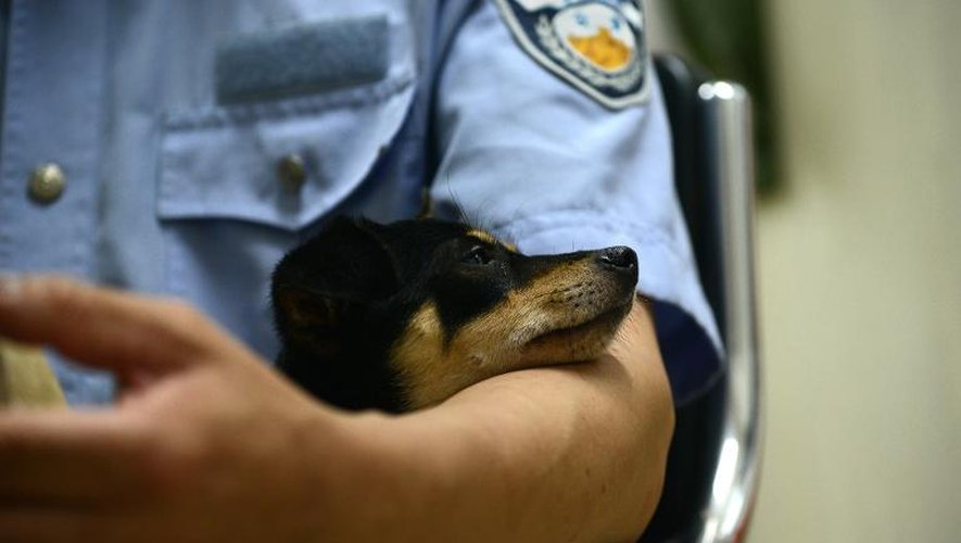Un chien dans les bras de Xiao Hei, un policier chinois qui tient à être nommé uniquement par son pseudonyme d'internaute, le 19 juillet 2013 à Pékin