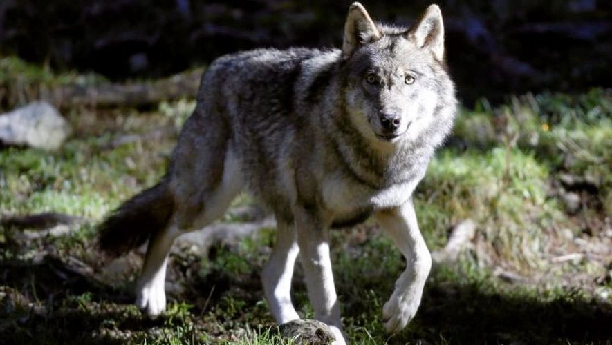 Le loup exaspère les éleveurs selon lesquels il a tué peut-être 350 ou 400 bêtes.