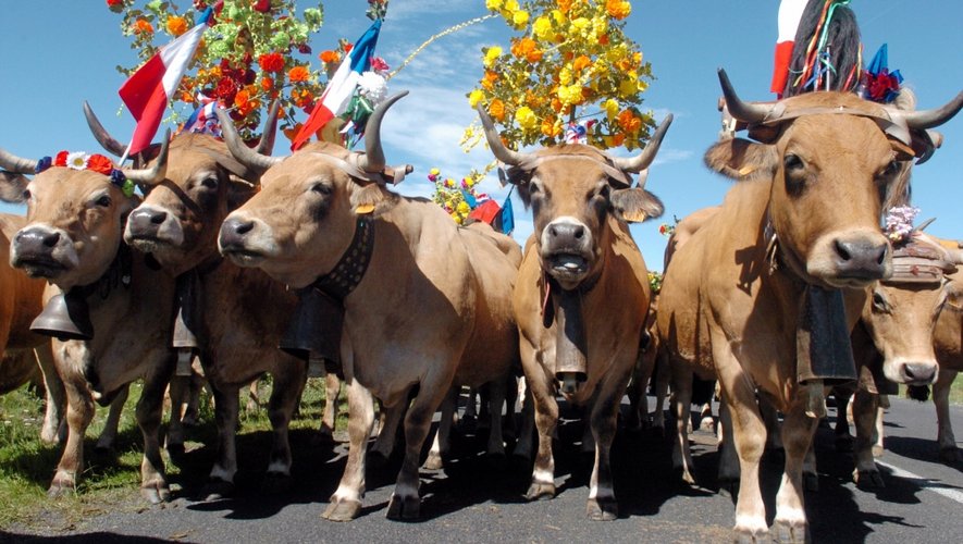 400 vaches aubrac parfois accompagnées de leur veau prendront la route pour un périple de plusieurs kilomètres jusqu’à l’estive.
