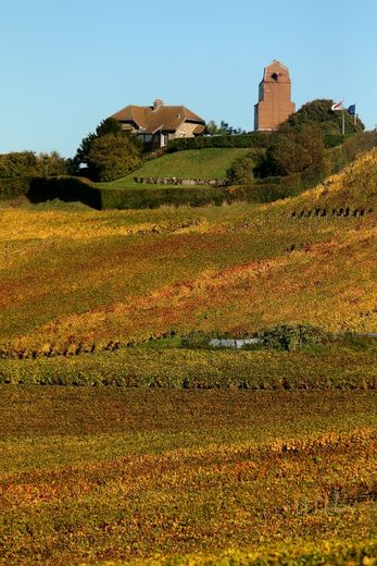 Des vignes à Mailly-Champagne près de Reims, dans l'est de la France le 31 octobre 2013