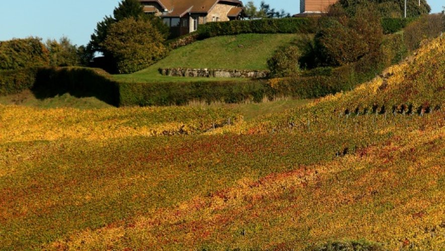 Des vignes à Mailly-Champagne près de Reims, dans l'est de la France le 31 octobre 2013