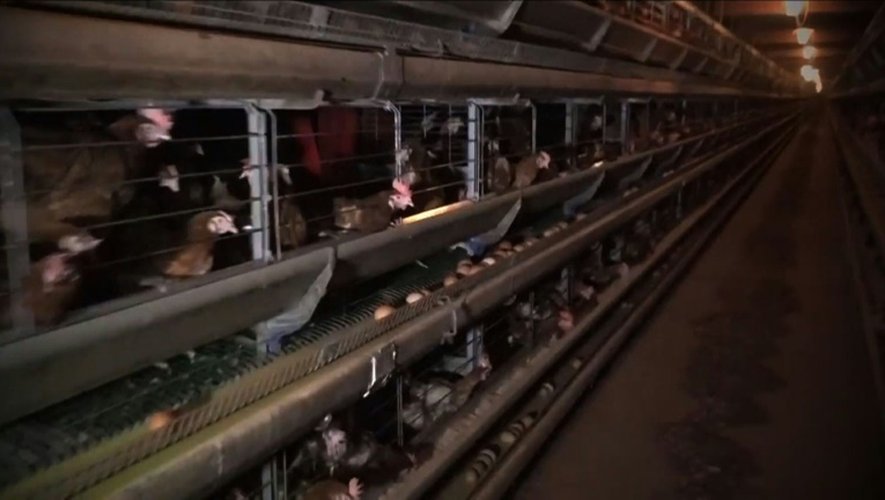 Capture d'écran réalisée le 24 mai 2016 d'une vidéo publiée par l'association L214 sur les conditions d'élevage de poules dans une ferme à Chaleins dans l'Ain
