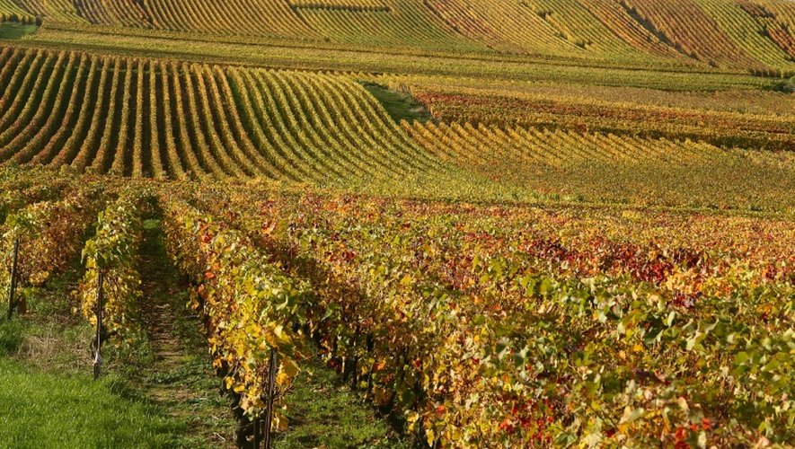 Des vignes le 31 octobre 2013 à Mailly-Champagne près de Reims