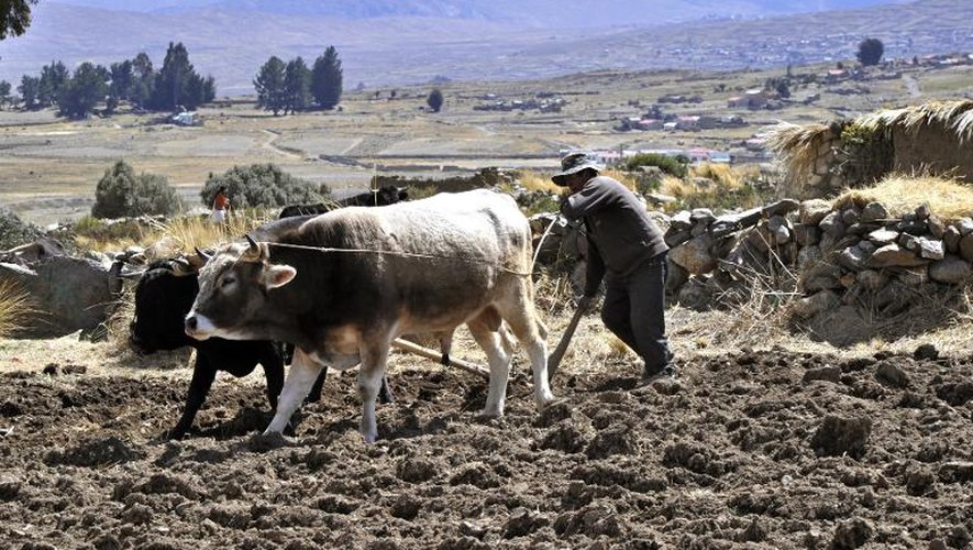 Carmelo Flores Laura laboure un champ près de son domicile à Frasquia, en Bolivie, le 15 août 2013