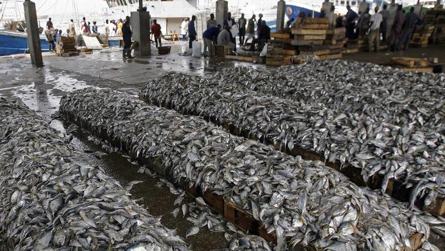 Des poissons, illégalement pêchés avec des filets qui raclent le fond de la mer, saisis le 27 décembre 2007 dans le port d'Abidjan