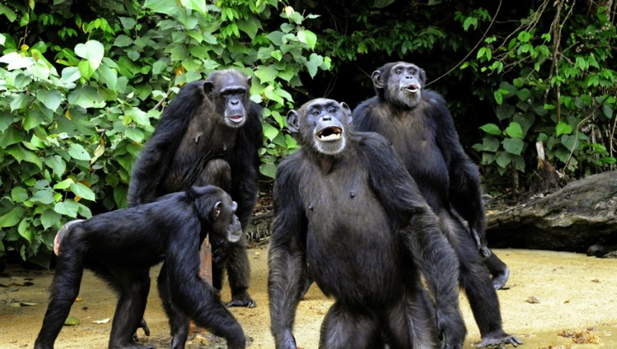 Photo prise le 29 juin 2015 à Monkey Island, "L'île aux singes", refuge désormais menacé d'anciens chimpanzés de laboratoire au Liberia