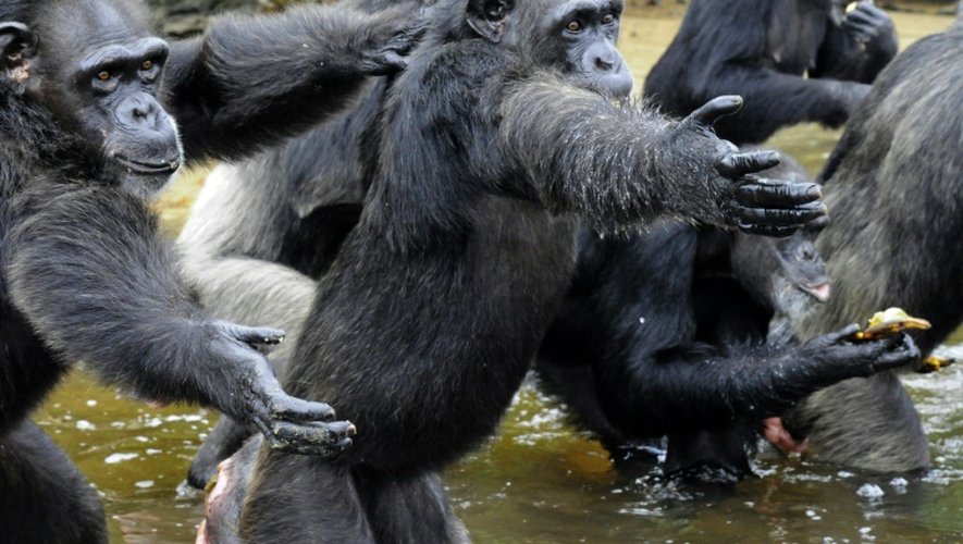 Photo prise le 29 juin 2015 à Monkey Island, "L'île aux singes", refuge désormais menacé d'anciens chimpanzés de laboratoire au Liberia