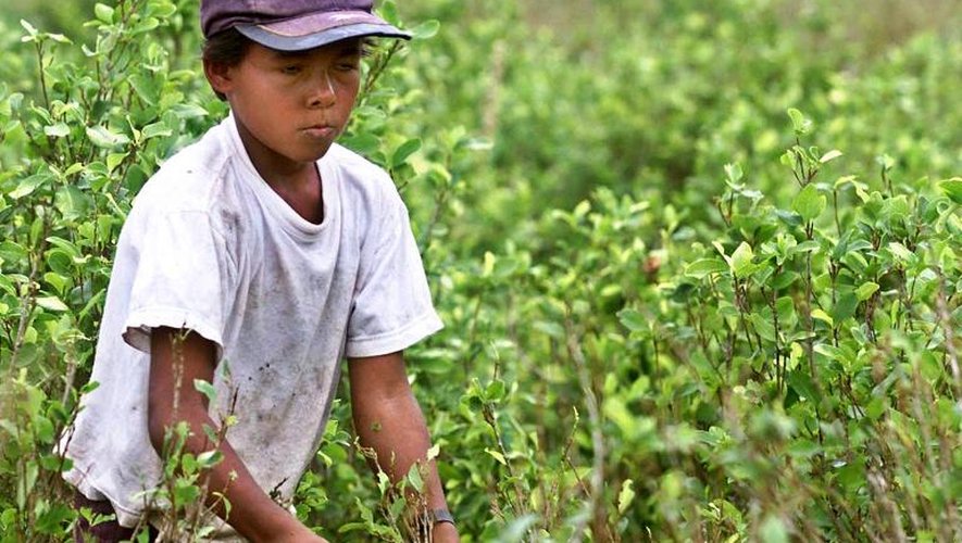 Un enfant colombien récolte de la coca