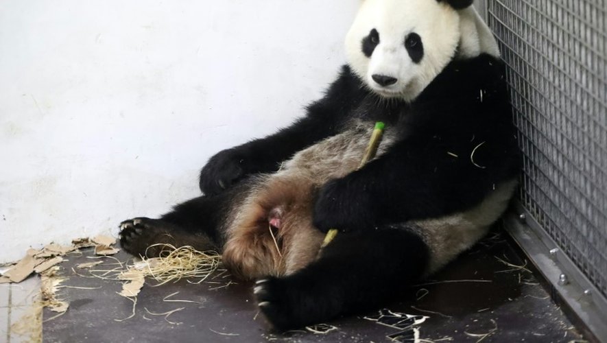 La femelle panda Hao Hao après son accouchement au zoo de Paira Daiza en Belgique le 2 juin 2016