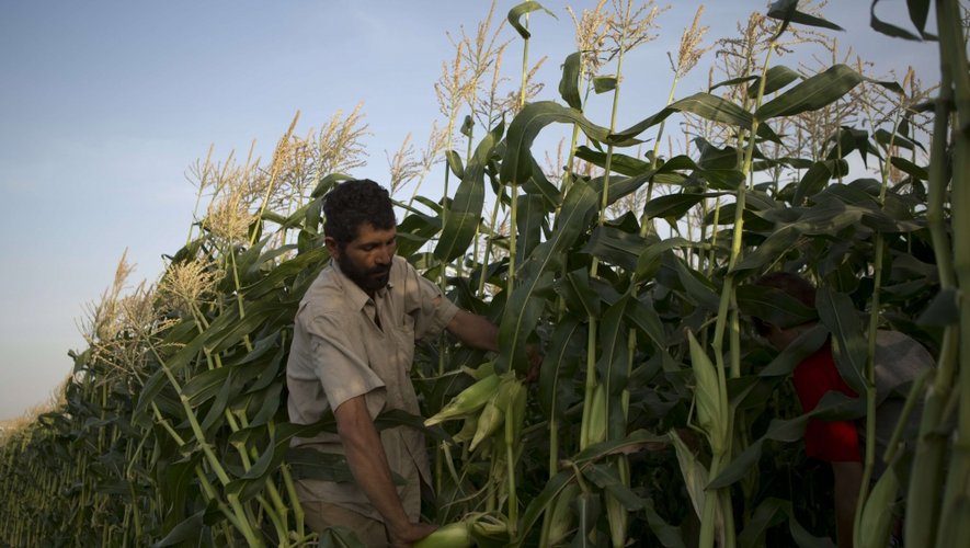 Les services de l’État ont détruit jeudi trois champs de maïs OGM dans le Tarn-et-Garonne et le Gers.