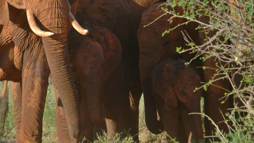 L'interdiction qui entre en vigueur doit permettre de limiter très fortement le commerce d'ivoire d'éléphants africains entre les Etats américains