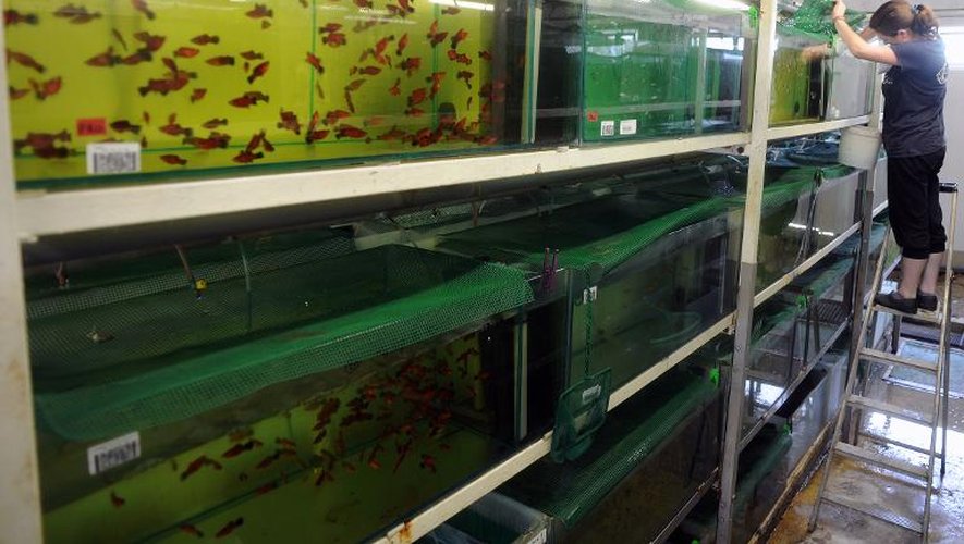 Une employée prend soin le 6 août 2013 des poissons élevés dans des aquariums à Nogaro, dans le sud-ouest