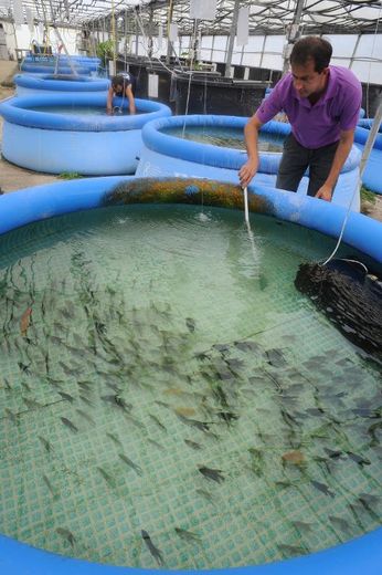 Un employé soigne les poissons dans les aquariums, le 6 août 2013 à Nogaro, dans le sud-ouest