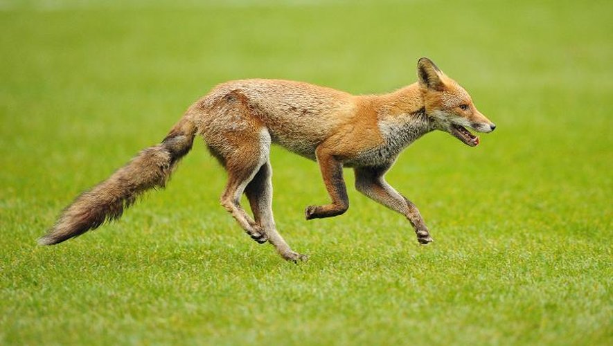 Un renard sur un terrain de rugby à Londres