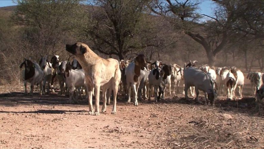 Contre les guépards, la Namibie redécouvre le chien de berger