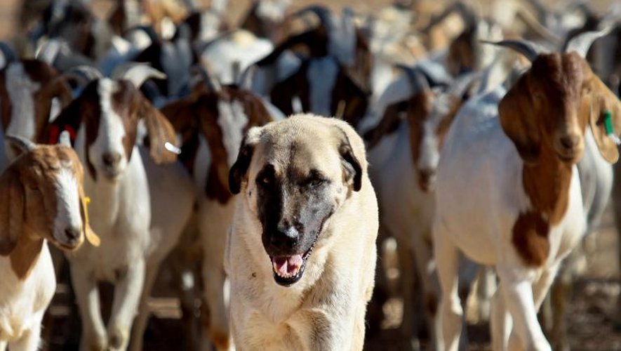 Bongo, le berger d'Anatolie, mène un troupeau de chèvres, le 15 août 2013 près de Gobabis en Namibie