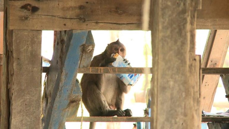 Un village thaïlandais pillé par des bandes de macaques
