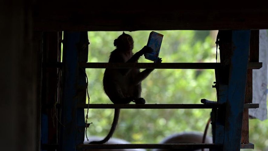 Un macaque dans  une maison du village de Khlong Charoen Wai en Thaïlande, le 15 juillet 2013