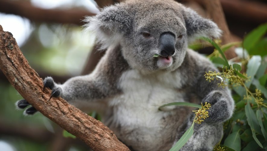 Un koala le 28 avril 2016 dans la localité côtière de Port-Macquarie en Australie