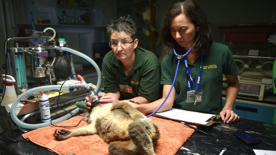 Sherwood Robyn, koala femelle de 12 ans, examinée le 28 avril 2016 à l'hôpital vétérinaire de Port-Macquarie en Australie