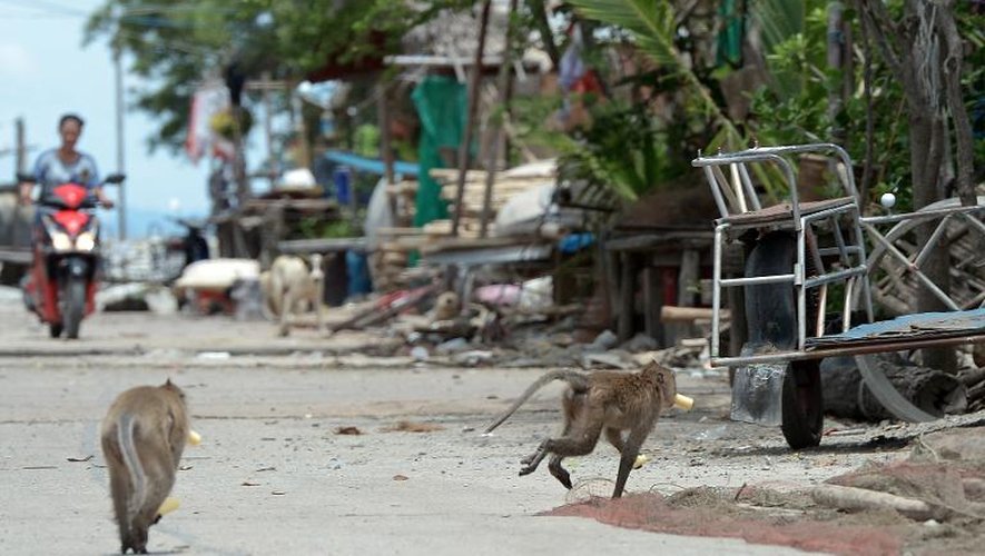 Des macaques dans les rues du village de Khlong Charoen Wai en Thaïlande, le 15 juillet 2013