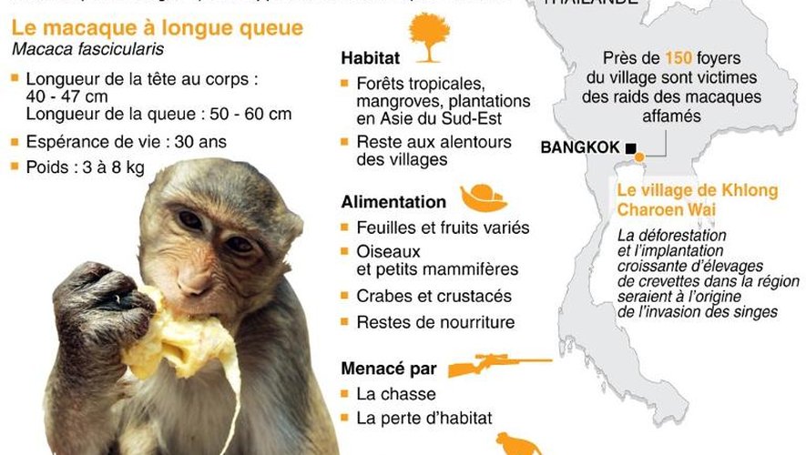 Description du macaque à longue queue, son alimentation, habitat et comportement