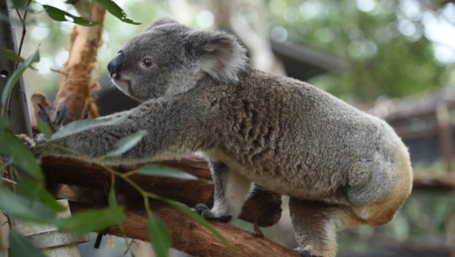Un koala le 28 avril 2016 dans la localité côtière de Port-Macquarie en Australie