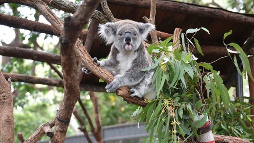 Un koala le 28 avril 2016 à l'hôpital vétérinaire de Port-Macquarie en Australie