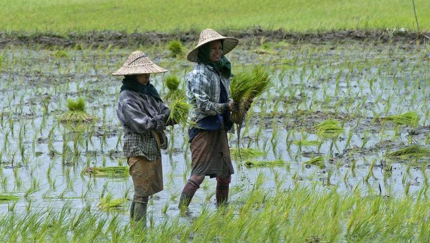 Des femmes travaillent dans une rizière en Birmanie
