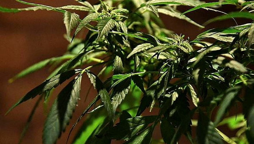 La police met la main sur 110 pieds de cannabis à Millau