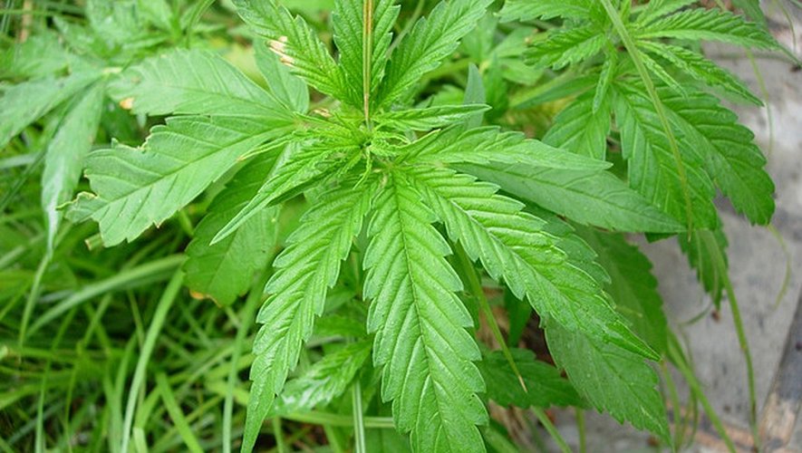 Trente-six pieds de cannabis ont été découverts dans le jardin du sexagénaire.