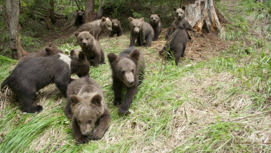 Des oursons dans le centre de Libearty en Roumanie, le 6 avril 2015