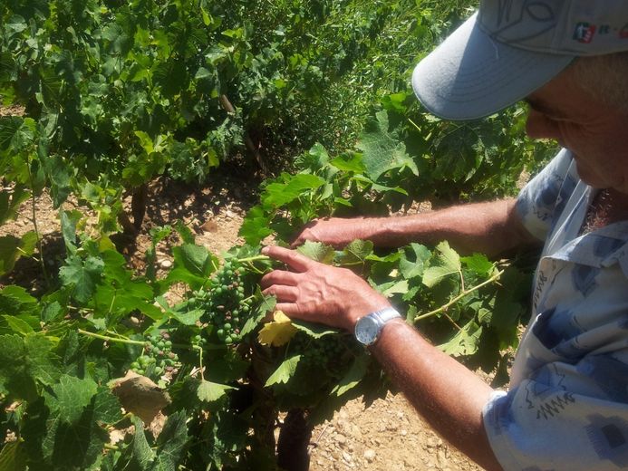 Après l'orage, Michel Durand n’a pas eu de mal à constater les premiers dégâts. «C’ est sûr que des grappes vont sécher puis disparaître».