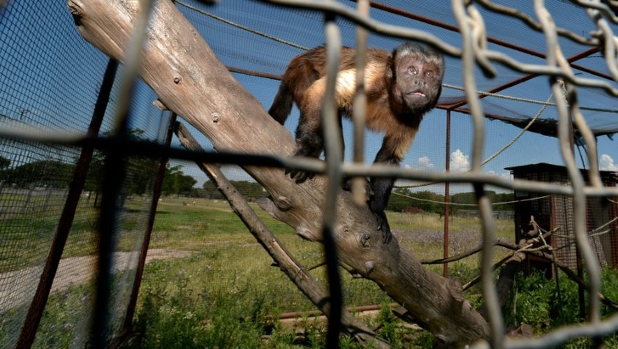 Un singe dans une clinique vétérinaire près de Rome qui accueille des animaux victime de trafics lucratifs, le 6 juin 2016