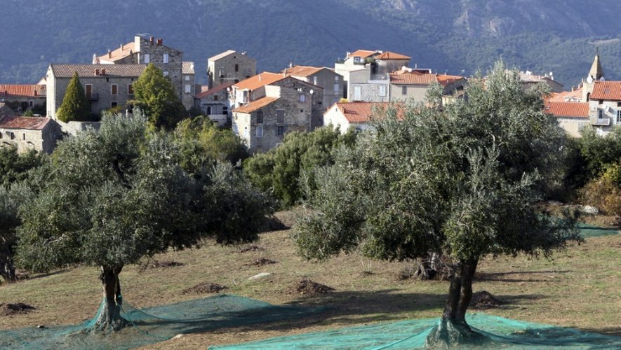 Des oliviers à Sainte-Lucie-de-Tallano en Corse le 4 novembre 2014