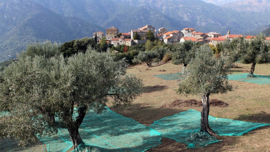 Un champ d'oliviers à Sainte-Lucie-de-Tallano en Corse, le 4 novembre 2014
