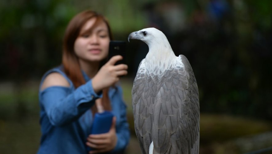 Une visiteuse prend en photo un aigle à la fondation philippine pour les aigles à Davao le 17 février 2016