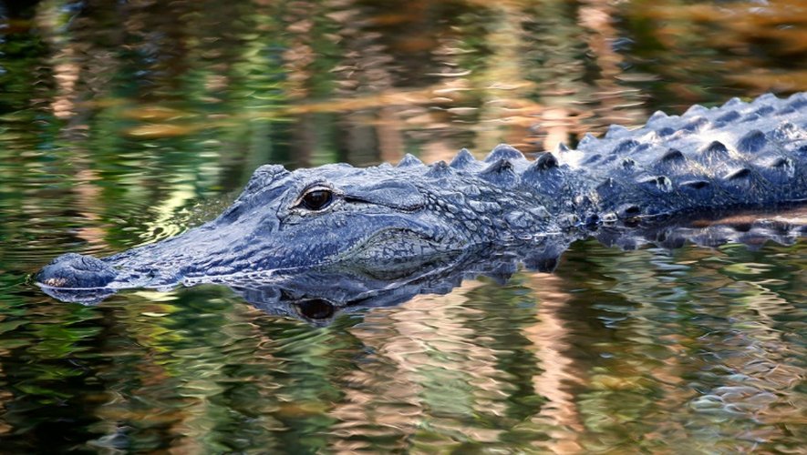 L'enfant de deux ans happé par un alligator en Floride est décédé et les recherches se poursuivent pour retrouver son corps 15 heures après sa disparition