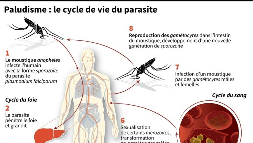 Différentes phases du cycle de vie du parasite reponsable du paludisme : infection, développement, reproduction