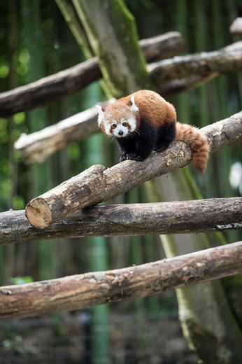 Un panda roux lors de l'inauguration de l'espace asiatique au zoo de Mulhouse le 15 juin 2016