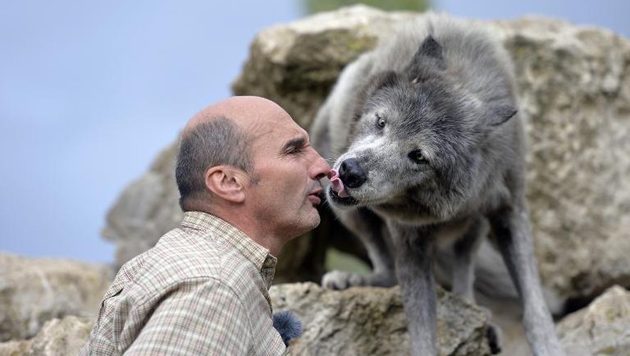 Pierre Cadéac dresse un loup pour le cinéma le 18 septembre 2013 à Villemer, près de Paris
