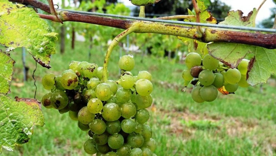 Il n'y en n'a pas encore partout, mais les premières grappes de raisin sont apparues sur le versant sud des vignes de Saint-Mayme.