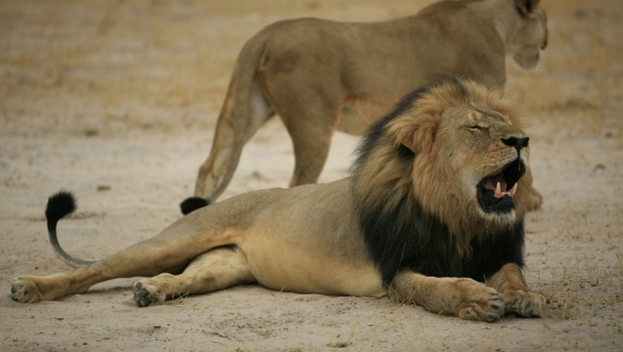 Photographie publiée par l'agence des Parcs nationaux du Zimbabwe, montrant "Cécil", un lion mâle de 13 ans, vedette du parc Hwange, le 21 octobre 2012