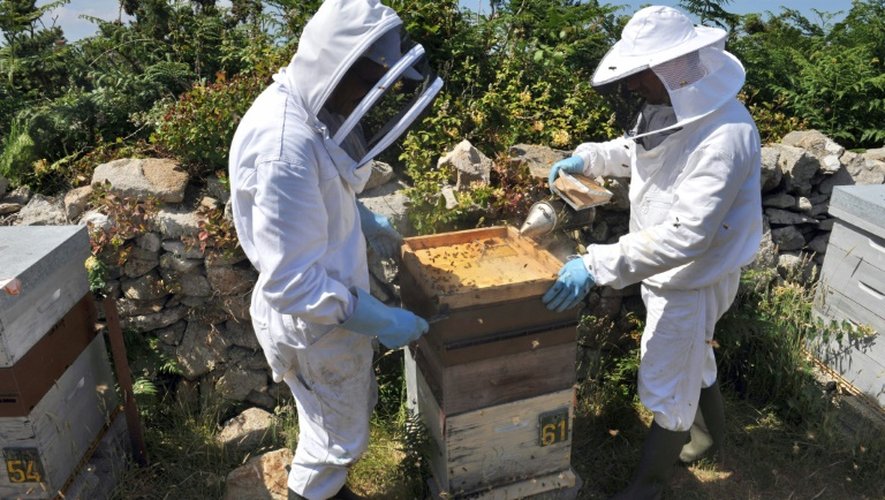 Des apiculteurs le 6 juillet 2012 à Ouessant