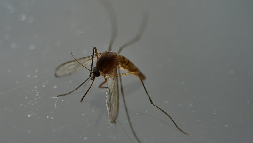 Moustique porteur du virus Zika, le 7 mai 2016 à Mexico