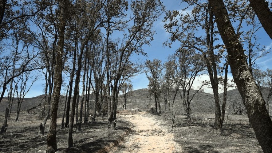 Arbres calcinés par l'incendie, "le Rocky Fire", près de Clearlake le 2 août 2015 en Californie