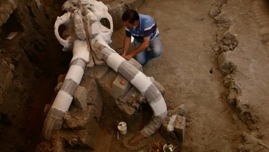 L'archéologue mexicain, Luis Cordoba, travaille sur le crâne gigantesque d'un mammouth à Tultepec, le 24 juin 2016