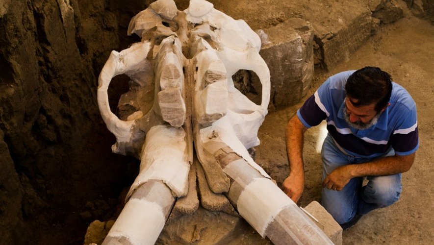 L'archéologue mexicain, Luis Cordoba, travaille sur le crâne gigantesque d'un mammouth vieux de 14.000 ans, le 24 juin 2016 à Tultepec