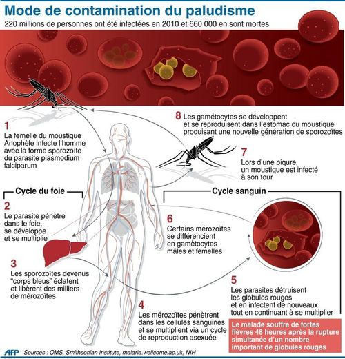 Infographie présentant les différentes étapes de développement du parasite responsable du paludisme et mode de contamination chez l'homme